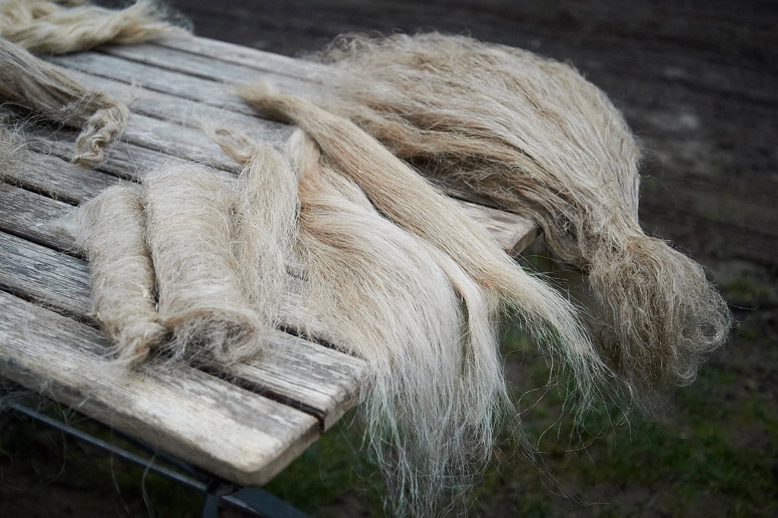 Gehechelte Flachsfasern fertig zum verspinnen