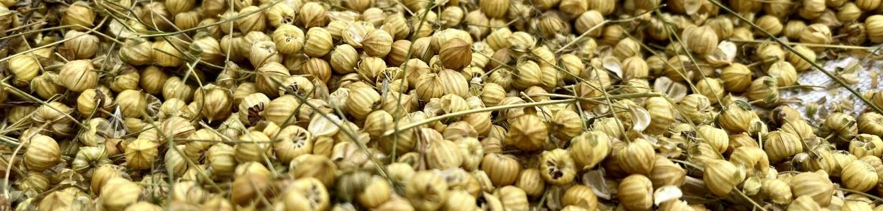 Flax harvest Hollersbach Susanne Mitterer