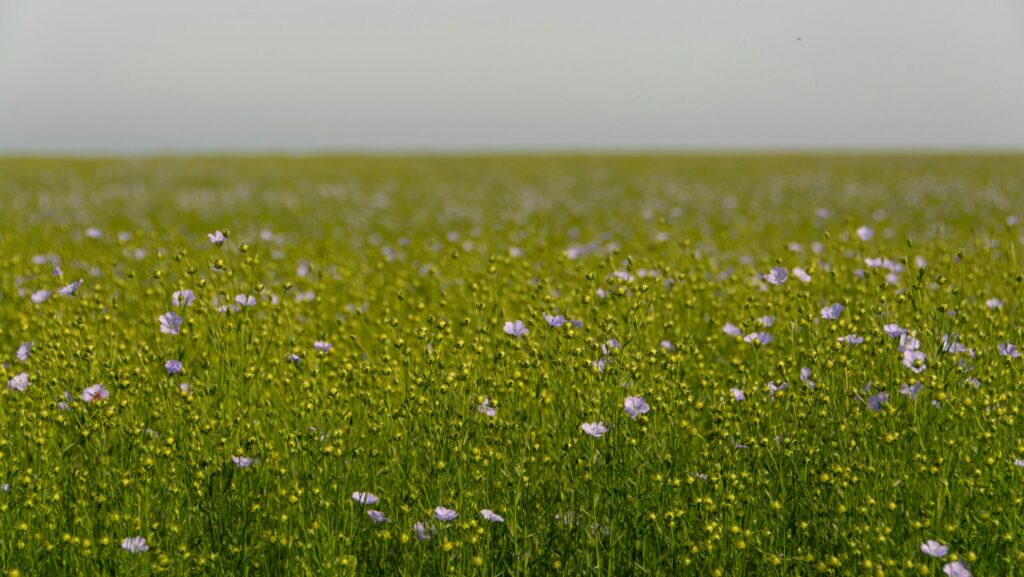 Pexels jan van der wolf 11680885 29850707 flachsfeld