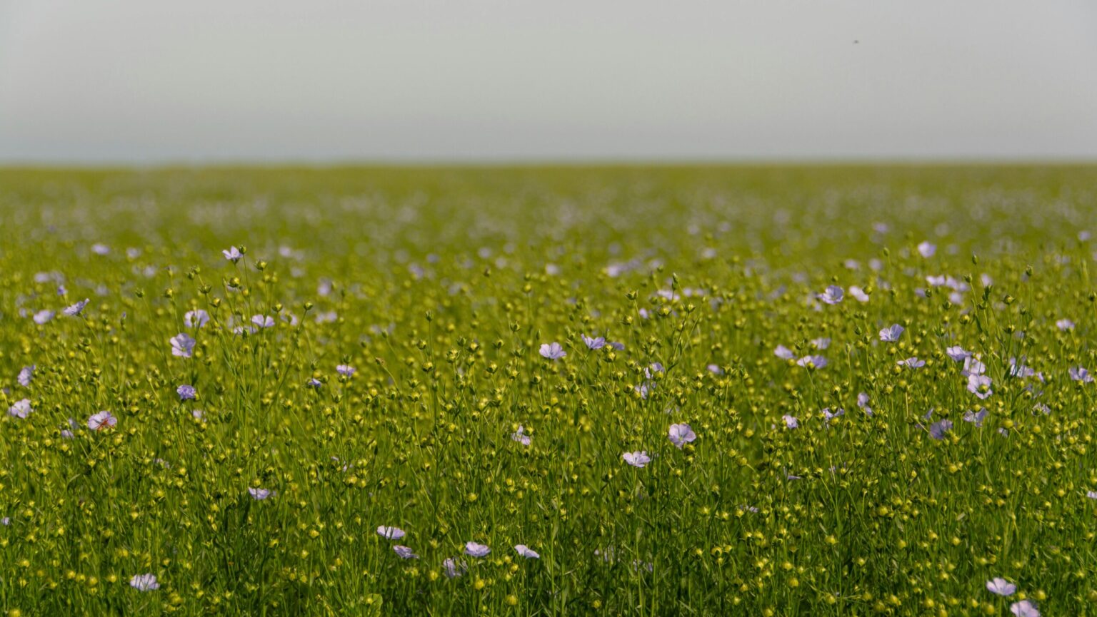 Pexels jan van der wolf 11680885 29850707 flachsfeld