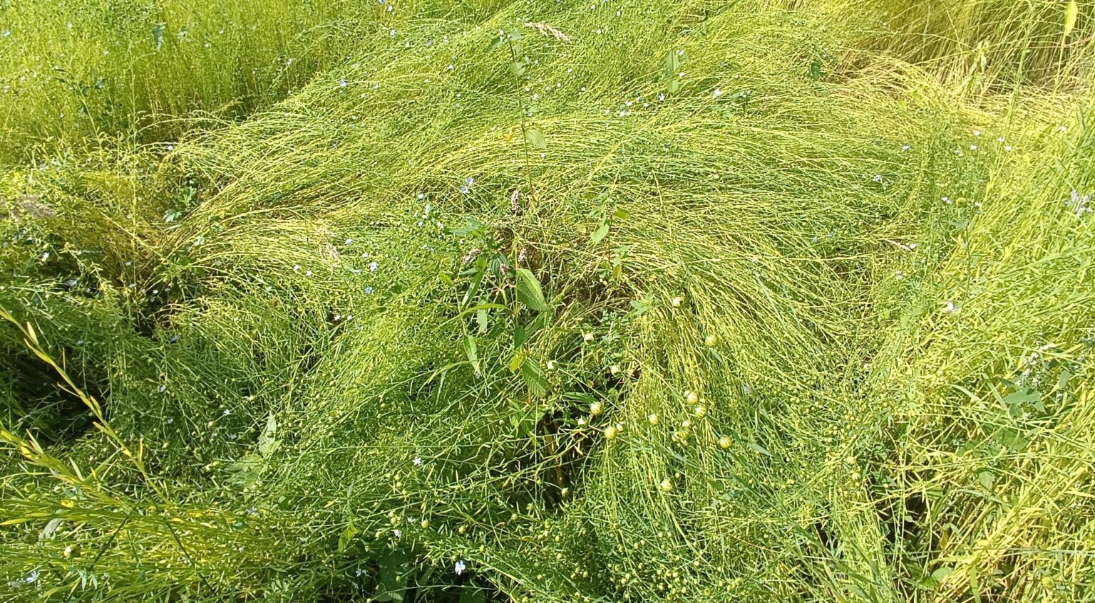 Img 20240710 094953 klein