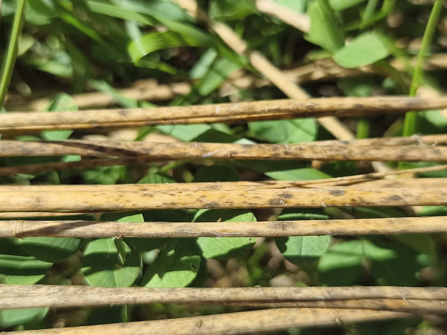 Obrázek 20250701 161857