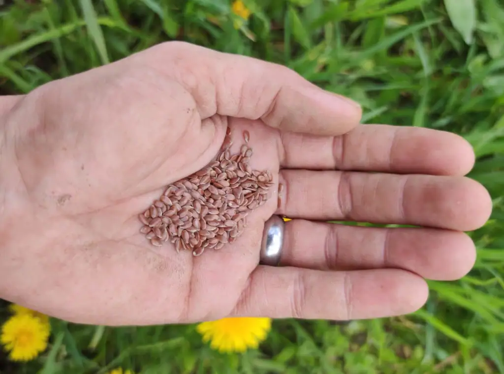 Leinsaat in Handfläche