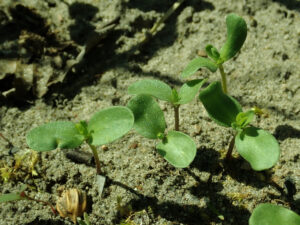 Linum usitatissimum 2019 04 30