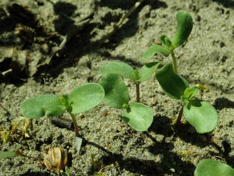 Linum usitatissimum 2019 04 30